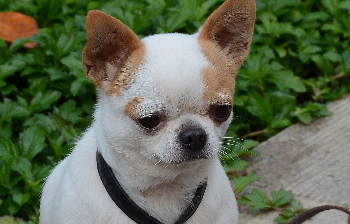 幼犬到家拉肚子是不是细小,幼犬到家腹泻