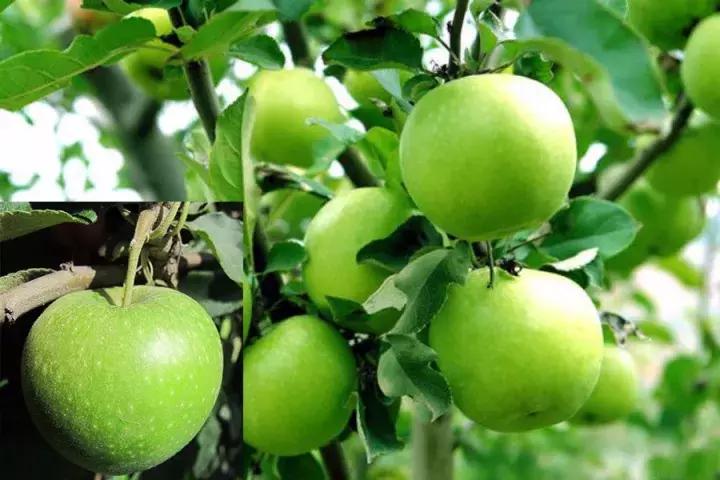 吃了这么多年的苹果竟然吃错了,好吃的苹果都有哪些品种