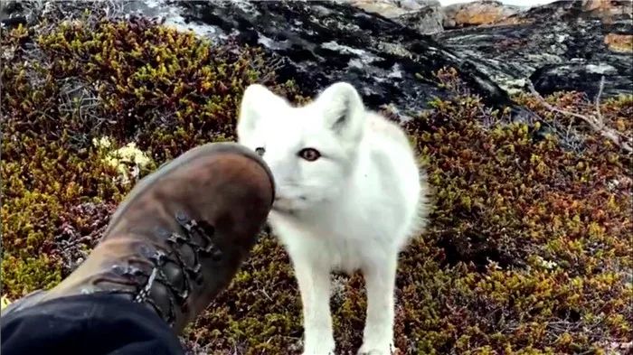 摄影师遇到白狐狸,摄影师遇见小白狐