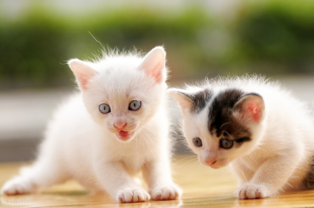 养猫之后鼻子疼怎么回事,猫咪猫毛干燥为什么