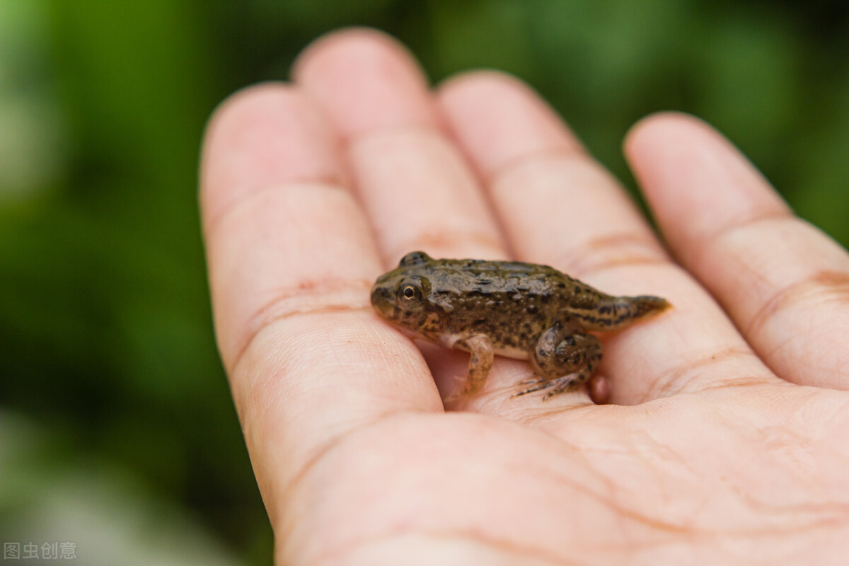 在路边捡到一只小麻雀的幼鸟,捡到一只小麻雀可以喂虫子吗