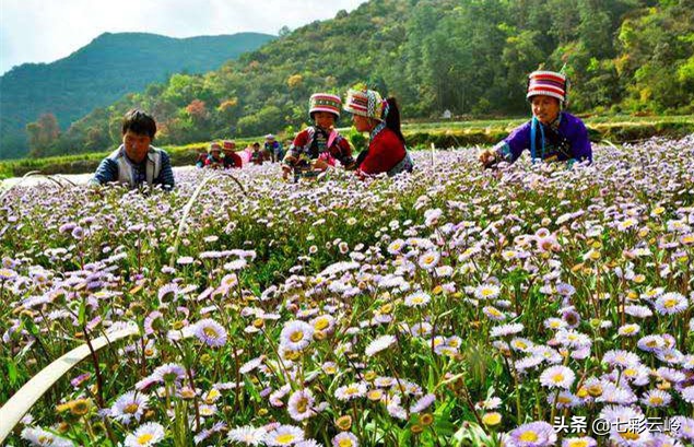 “云南科技扶贫百名县长直播”泸西：春风十里，不如在这里遇见你