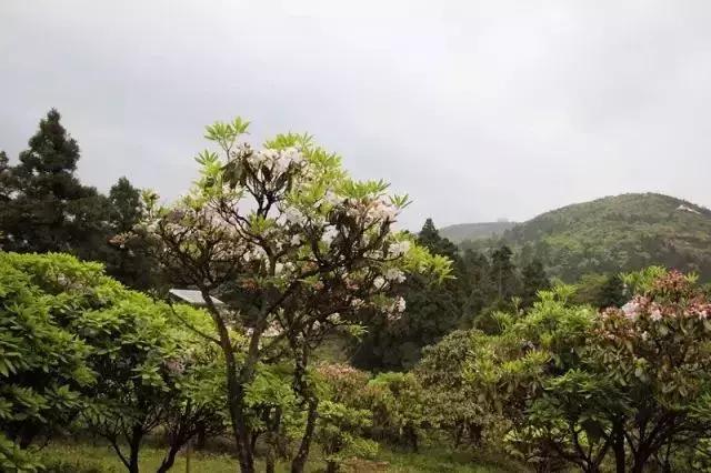 四月芳菲尽黄山杜鹃始盛开,人间四月芳菲尽高山杜鹃始盛开图