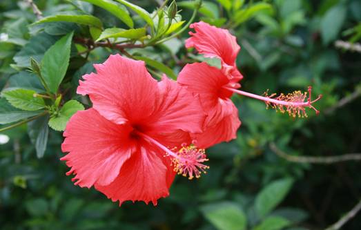 50种常见花卉浇水技巧,50种花卉种植技巧