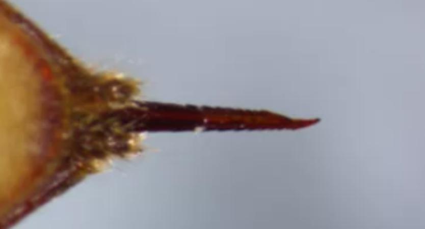 杀人大黄蜂是真的入侵美国了吗,杀人大黄蜂是什么