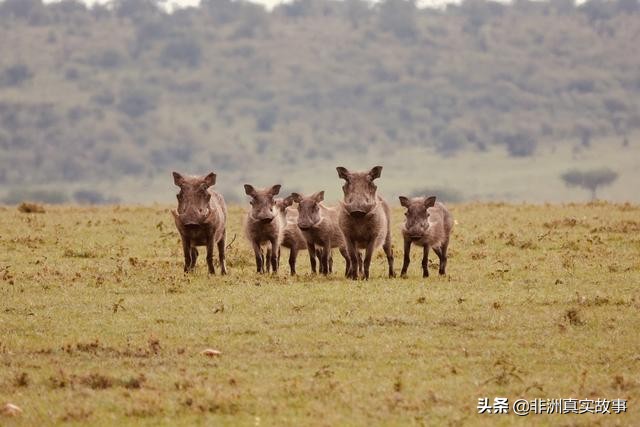 世界上最穷的国家，总统为641名球迷包机，全国2500万人都点赞