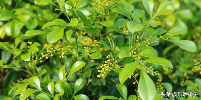 四季开花米兰盆栽,阳台如何盆栽米兰花