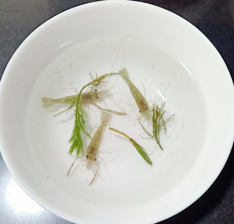 小河虾怎么炸又酥又脆配洋葱,小河虾怎么炸又酥又脆不回软