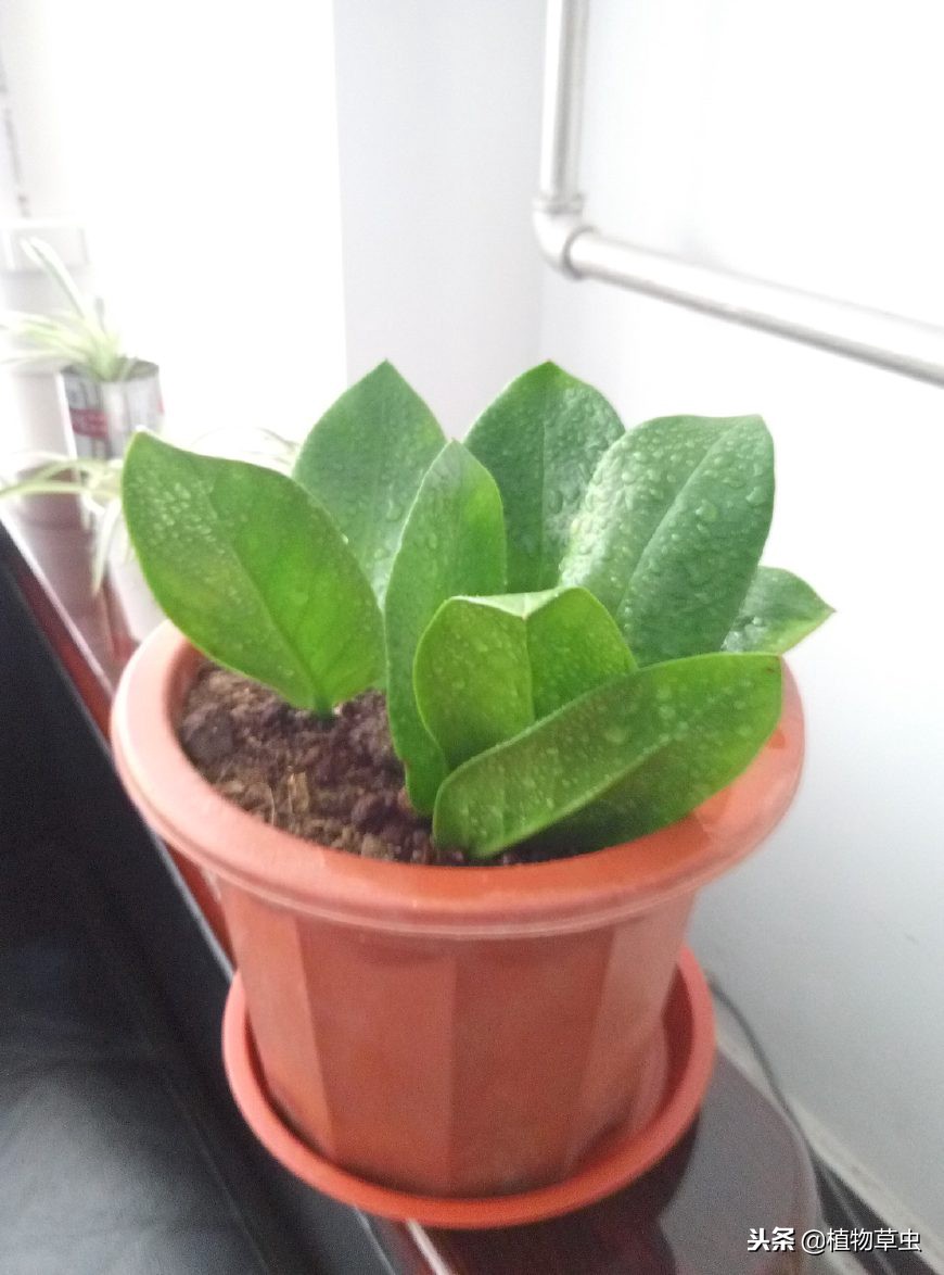 金钱树怎样插枝成活率高呢,金钱树怎么扦插成活率高一点