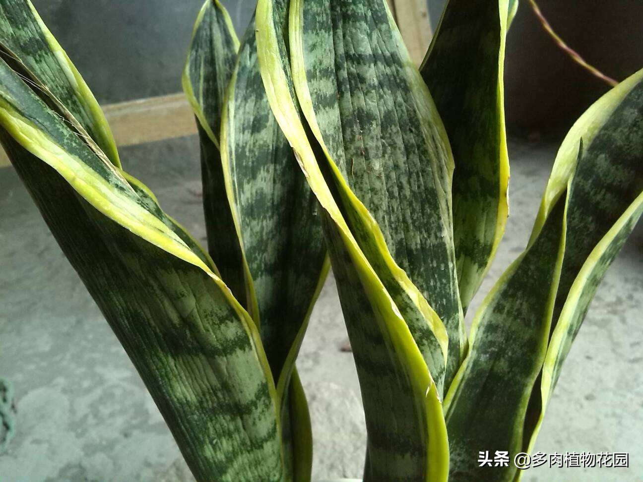 虎皮兰叶子有褶皱发软怎么办,虎皮兰叶子发软怎么补救