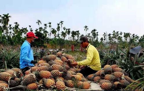 最新消息台湾菠萝,台湾菠萝最新消息