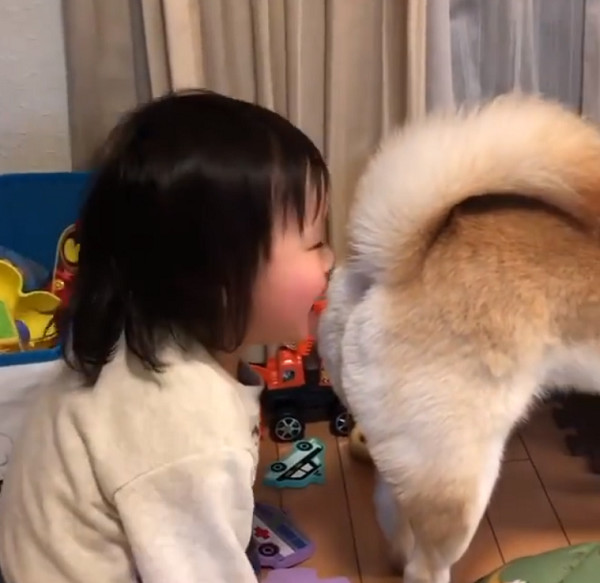 小女孩偷闻柴犬的屁股，她闻完开心大笑，妈妈无语：不臭吗