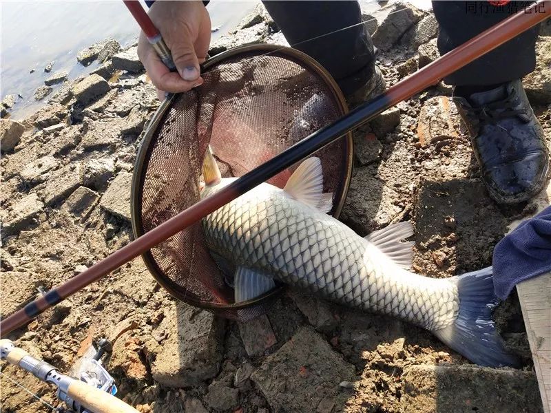 其貌不扬的一位钓友,谁成想竟是一位抛投高手