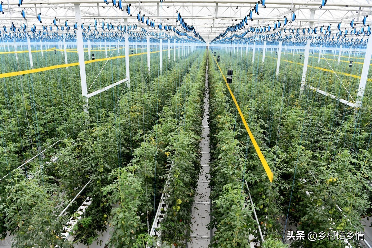 防治蚜虫有哪些特效方法？看我自己配制的，防虫防病又增产