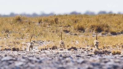 bbc纪录片最值得看的,bbc神级纪录片豆瓣评分超9