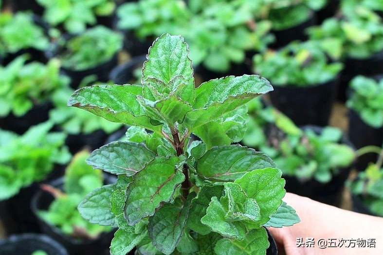 10种口味薄荷糖,十种薄荷