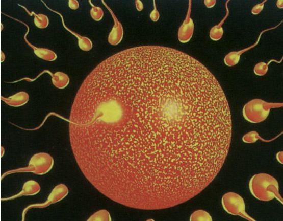 做试管婴儿的全部流程时间,做试管婴儿的艰难之路