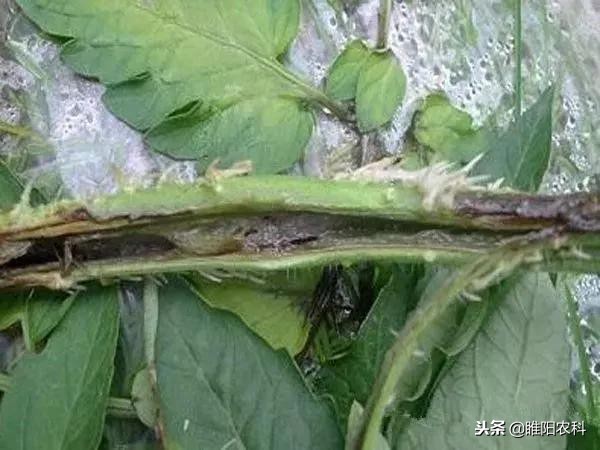 什么药对灰霉病有特效,防治霜霉疫病的农药有哪些