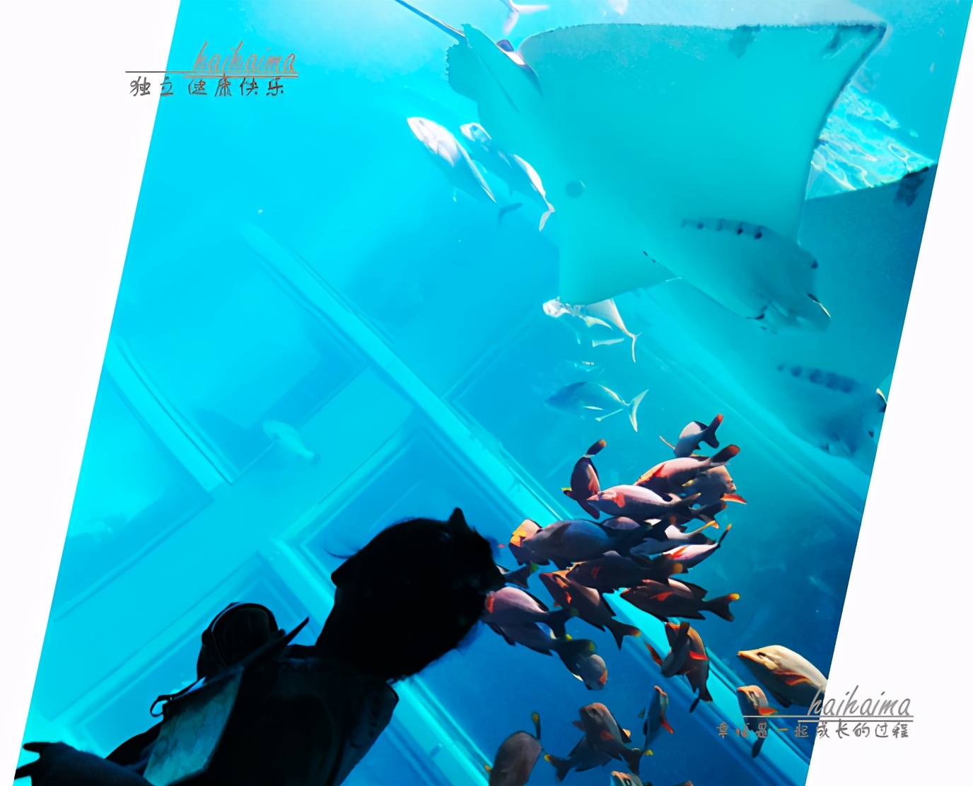 日本儿童海洋世界游玩攻略,海底世界亲子游推荐