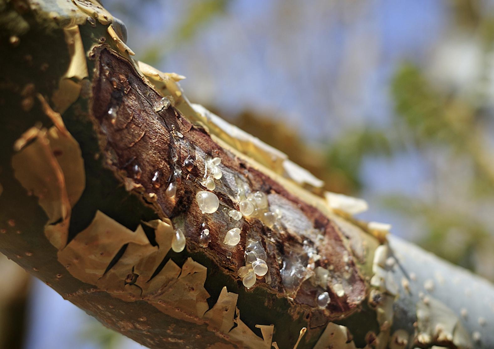 u牌精油,u牌精油芳疗护肤