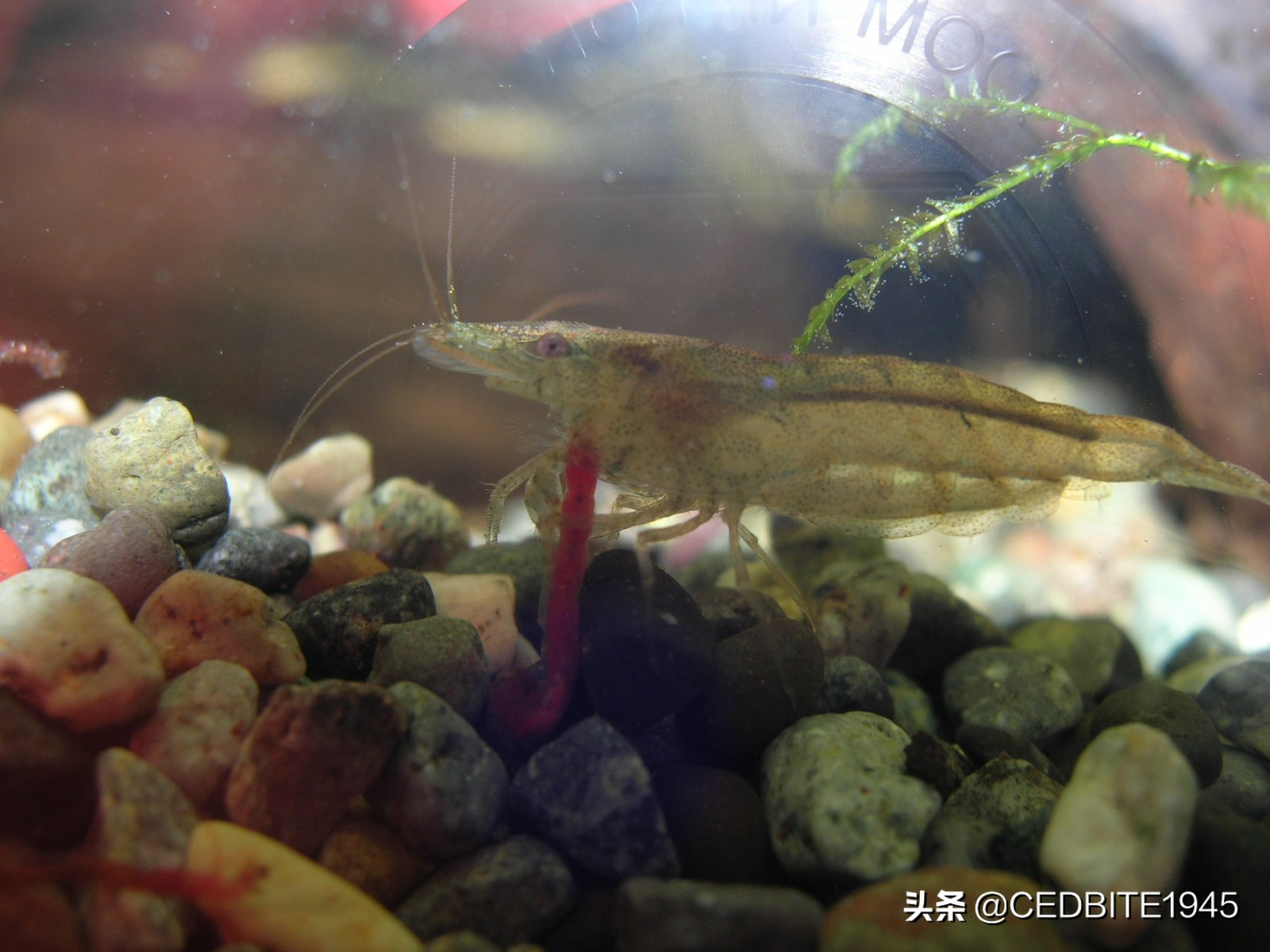 如何驯养黑猪视频,虎鱼怎么饲养才会变黄