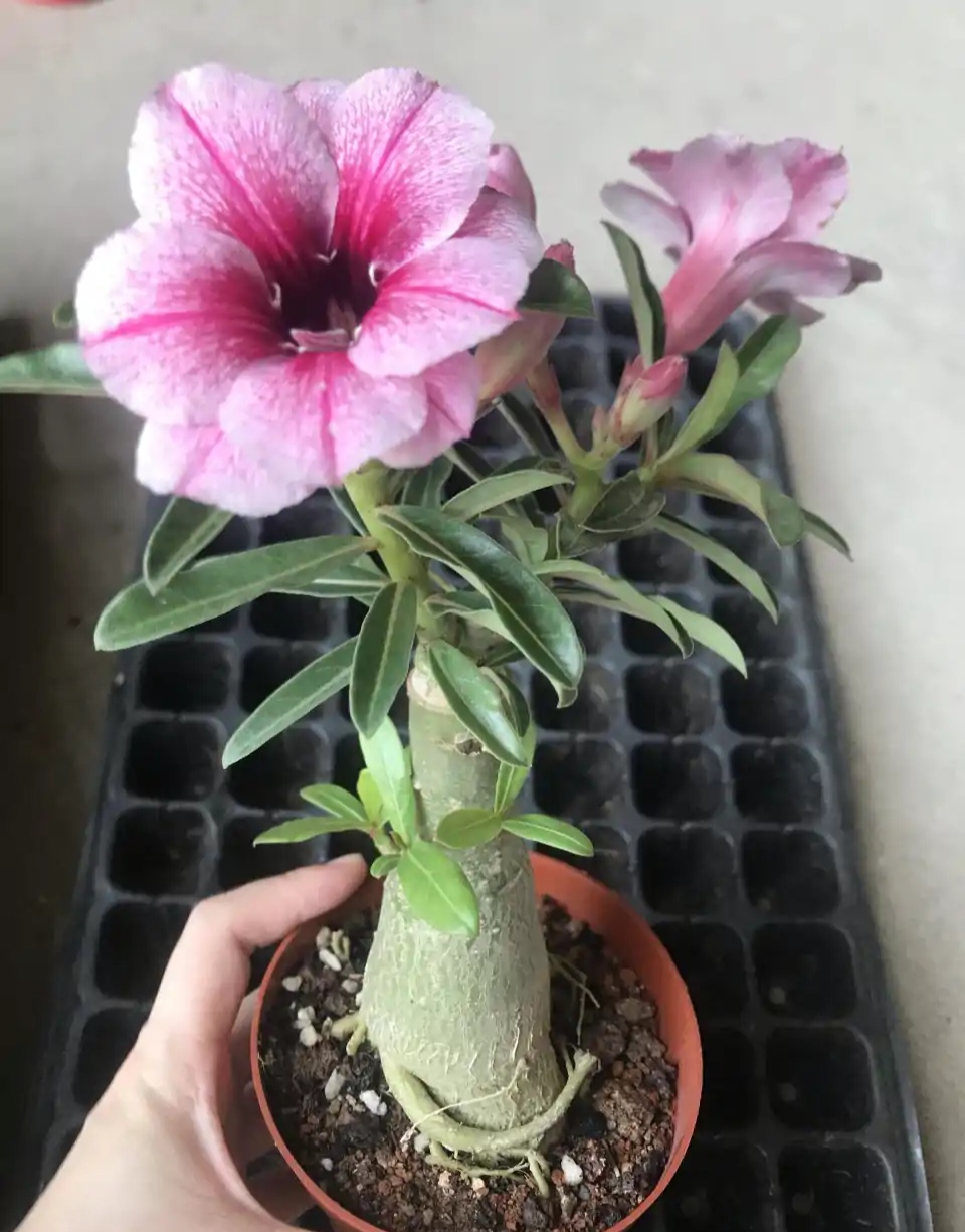 一年四季不死的十种花水养,浇水过多死的植物