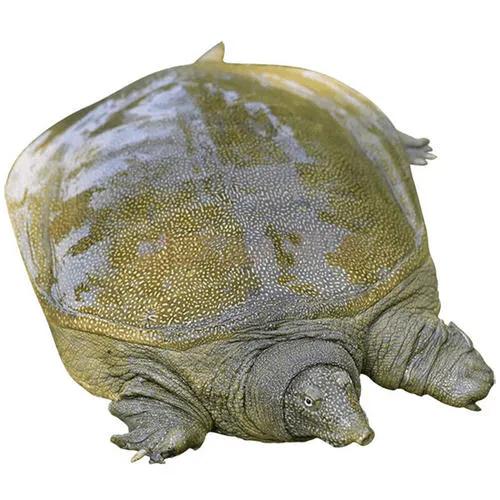 人工饲养的甲鱼能放生吗,人工饲养甲鱼多少钱一斤