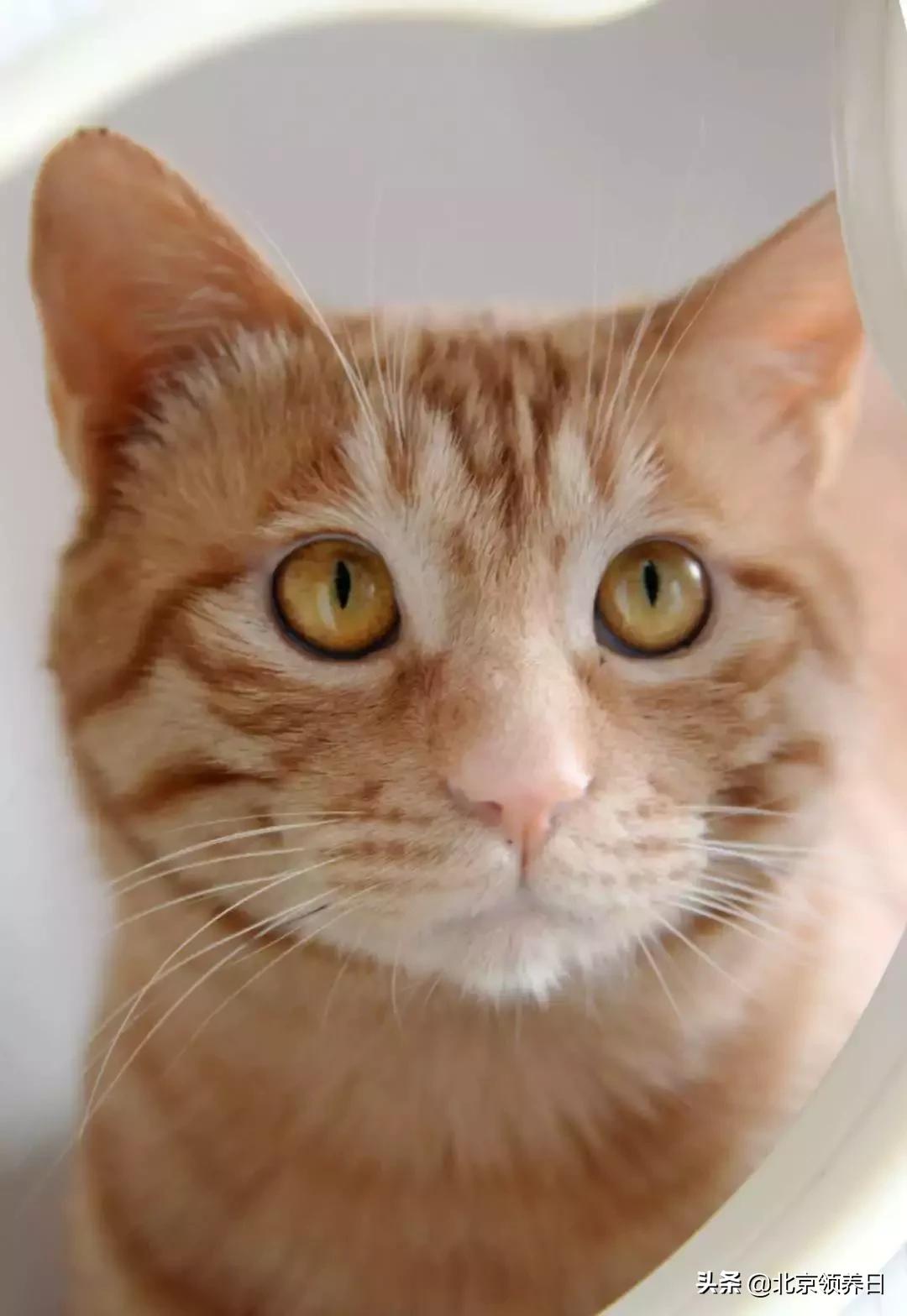 喵星人第二季,喵星人第2季免费观看