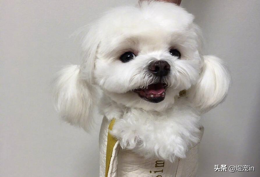 狗狗肚子着凉会一抽一抽的怎么办,狗狗肚子着凉拉稀是什么颜色