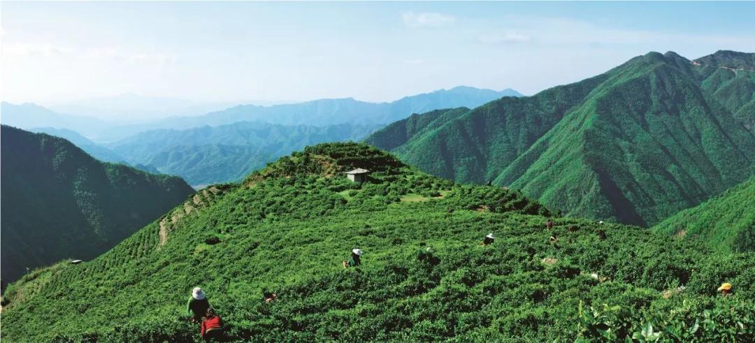 蔡华建的文章稻草人,蔡华建徐闻