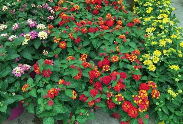 五色梅有没有毒,五色梅有毒还敢养吗