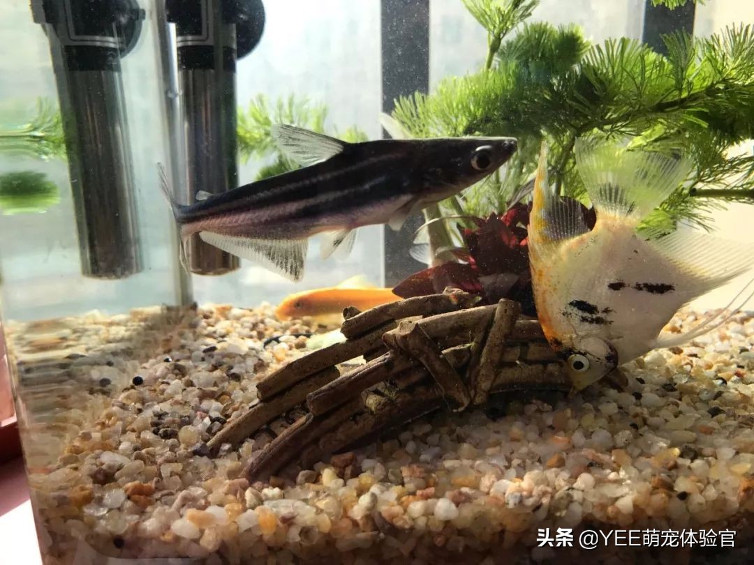 从河里捞的鱼怎么才能养活,蓝鲨用淡水能养活吗