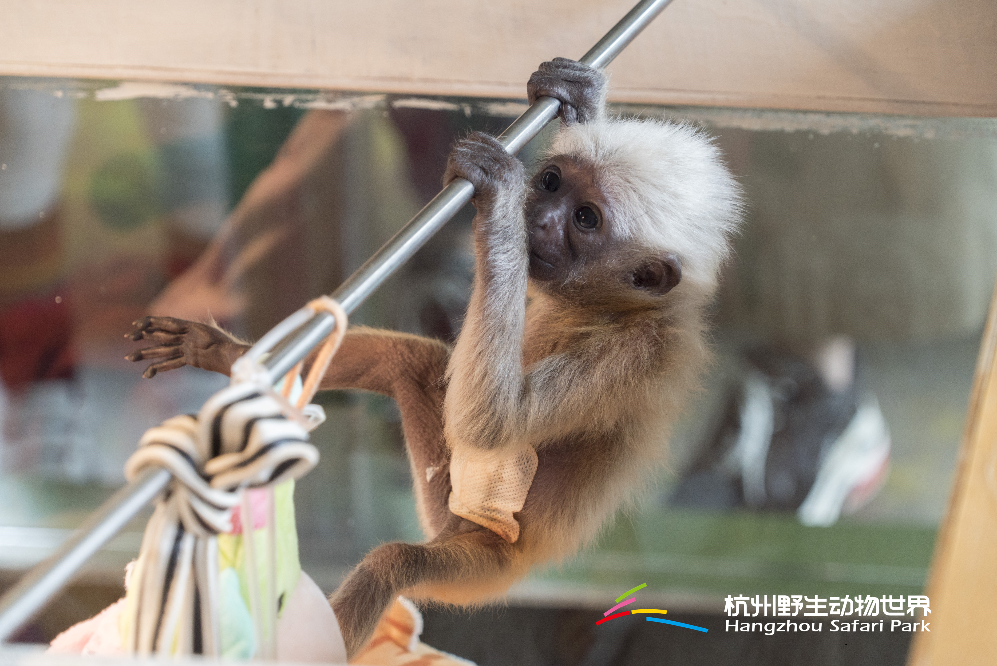 长臂猿女生,长臂猿女孩