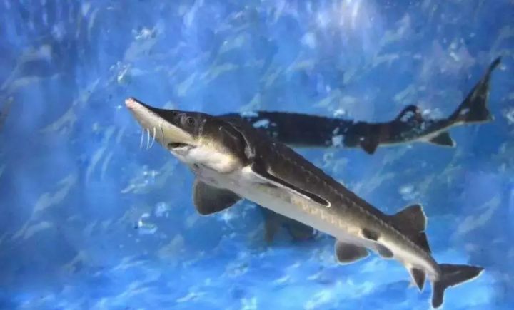 中华鲟的科普讲解儿童版,中华鲟百科简介