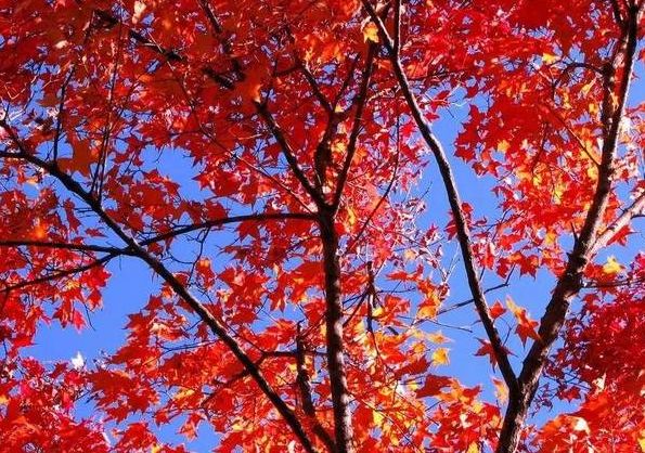 停车坐爱枫林晚霜叶红于二月花,西安秋季开车看红叶最好去处