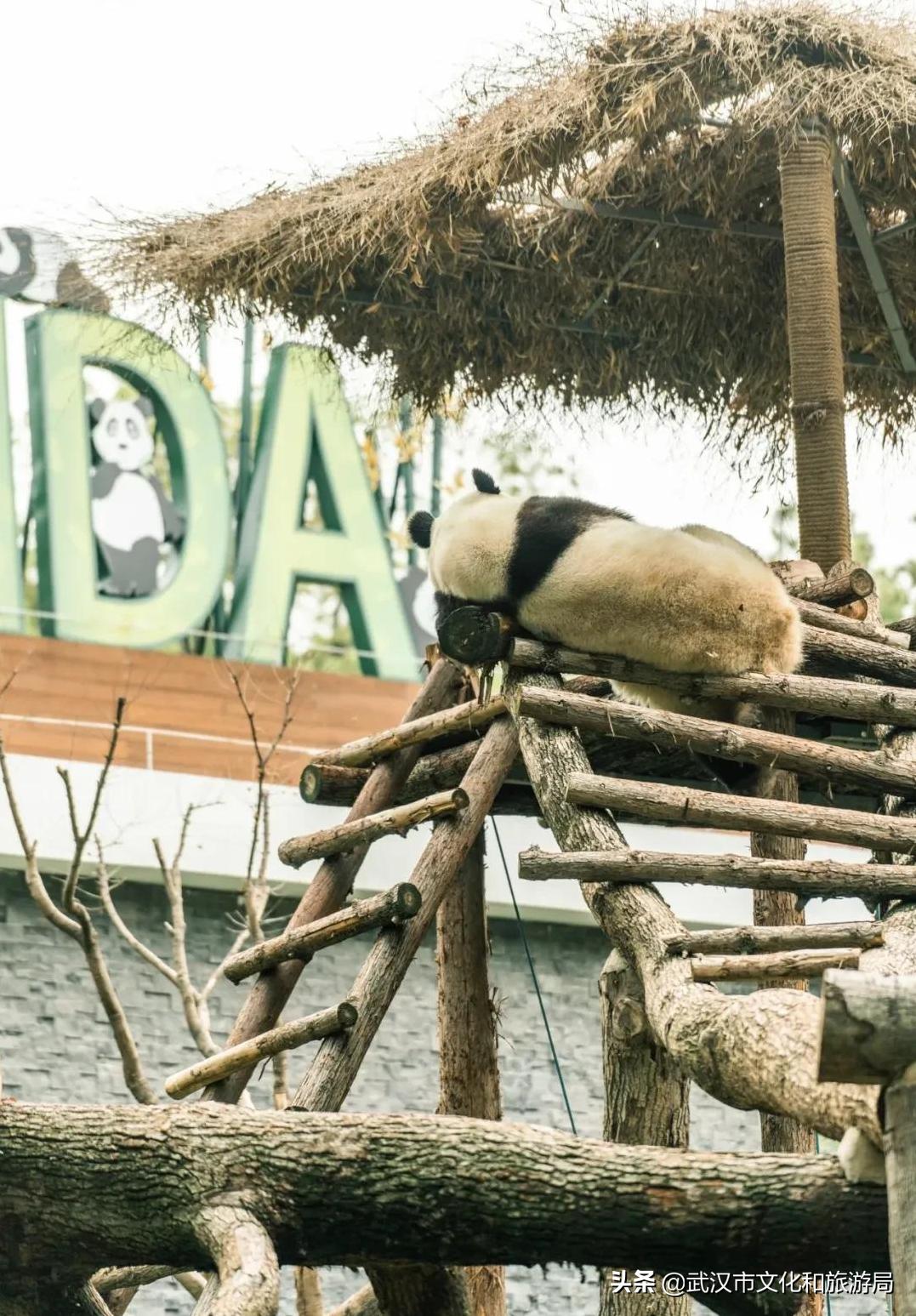 武汉动物园改造升级工程,武汉动物园升级最新消息