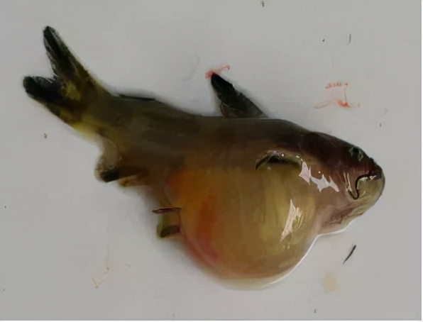 什么原因导致黄骨鱼腹水,黄颡鱼腹水症状