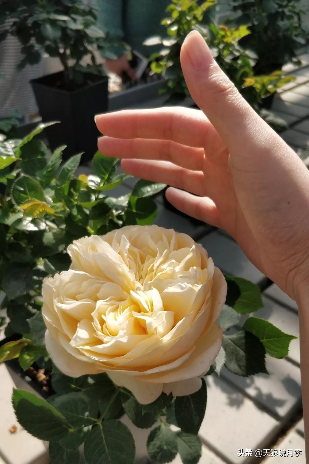 都说“最美人间四月天”，应该就是月季开花的模样吧！