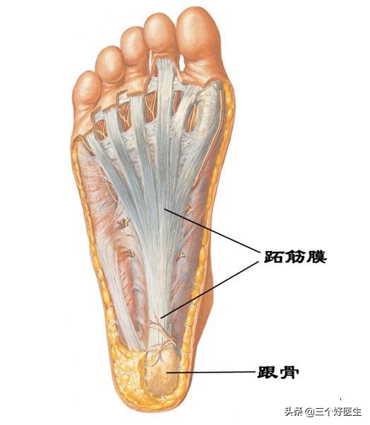 足底筋膜炎痛的说说,关于足底疼痛