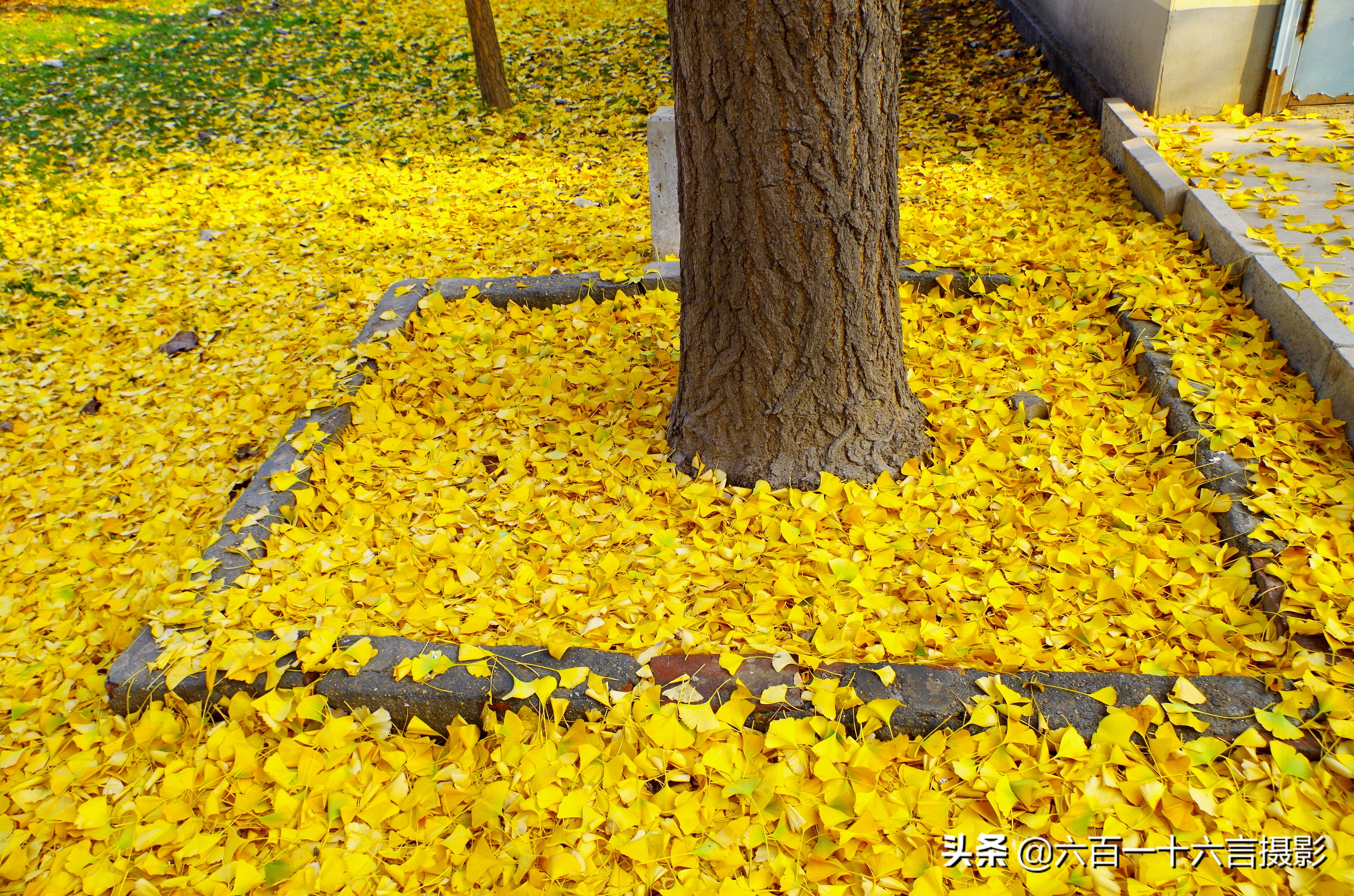 银杏哪里看最美附近,今年最后的银杏树