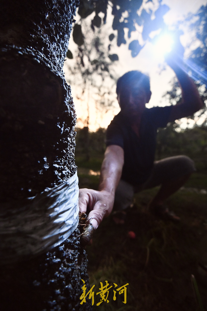 济南金蝉养殖户40天收入五六万,章丘哪里金蝉多