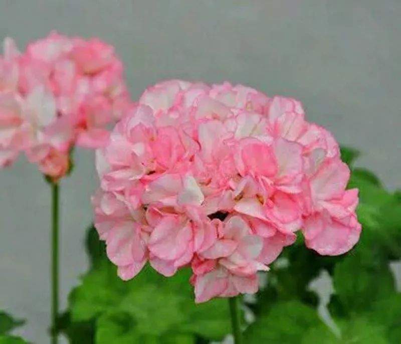 这种花别乱浇水水越多越不开花,这种花不怕冷好养易活