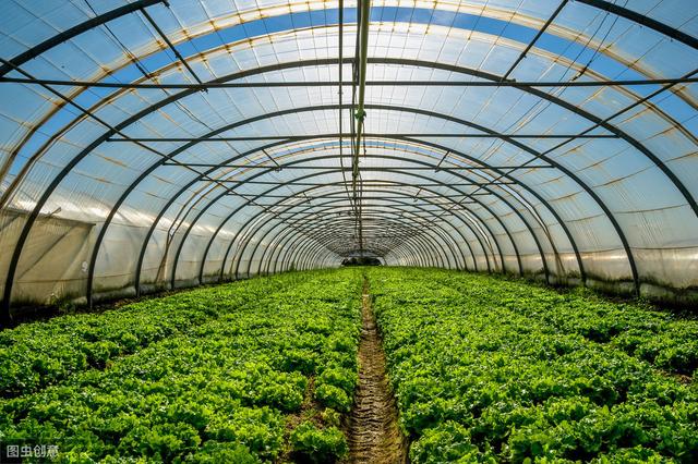 大棚蔬菜种植秋葵,黄秋葵大面积种植怎么育苗