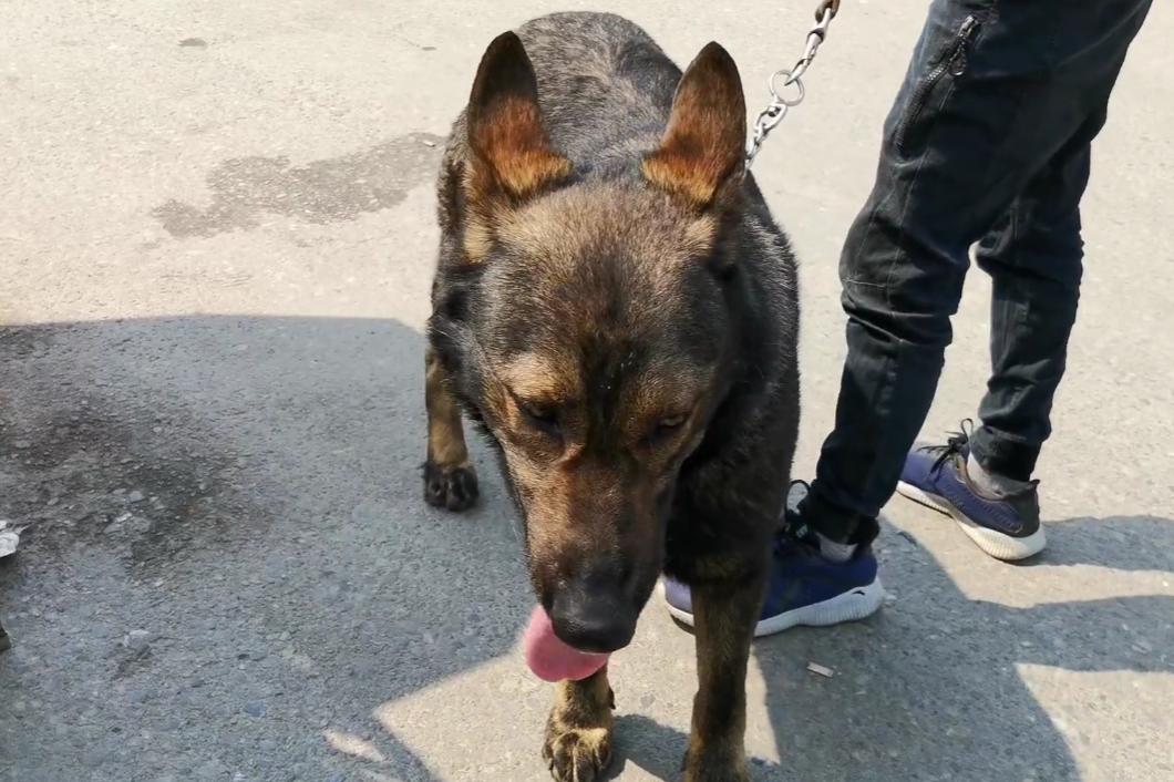 凶狠的东德,黑色的昆明犬和黑色的东德