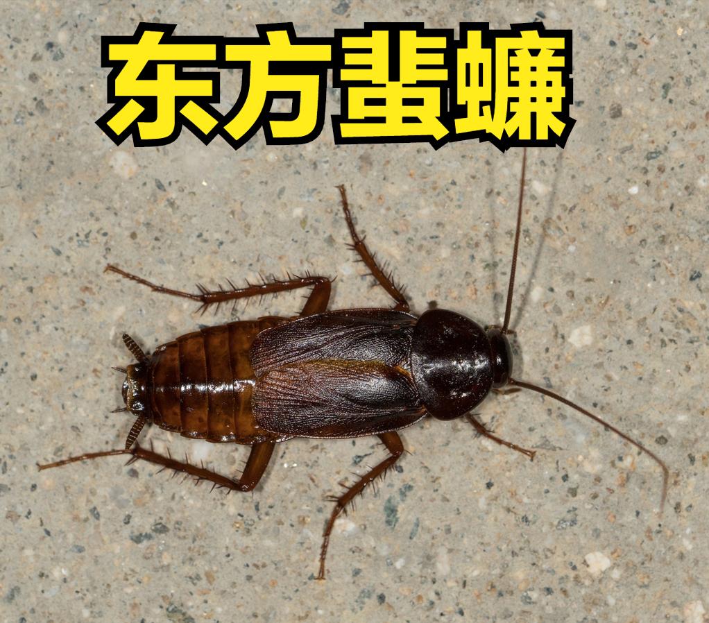 蟑螂真实科普,蟑螂大全图片