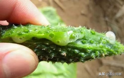 黄瓜细菌性流胶打什么药,黄瓜流胶病的具体防治技术