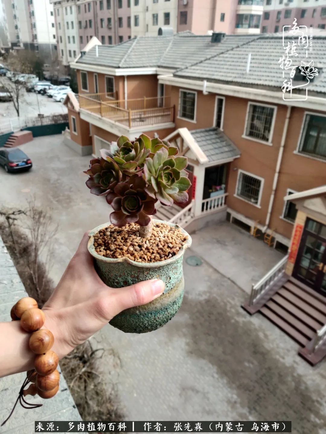 吸取教训，不断探索，英语老师的多肉碎碎念