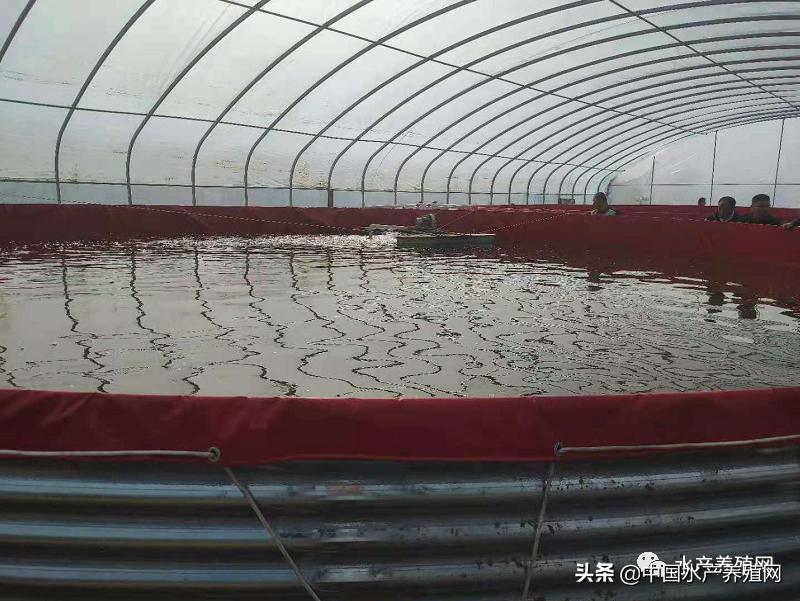 帆布池养殖要注意哪些,为什么很多人帆布池养殖都失败了