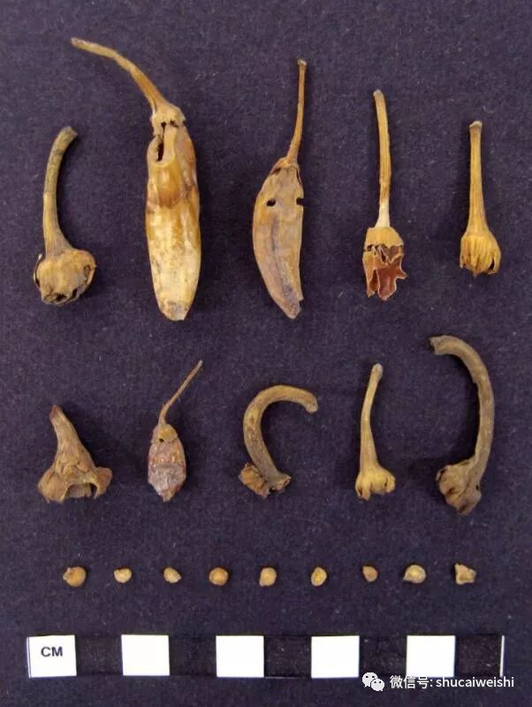 干辣椒为啥这么辣,揭秘辣椒看起来很辣