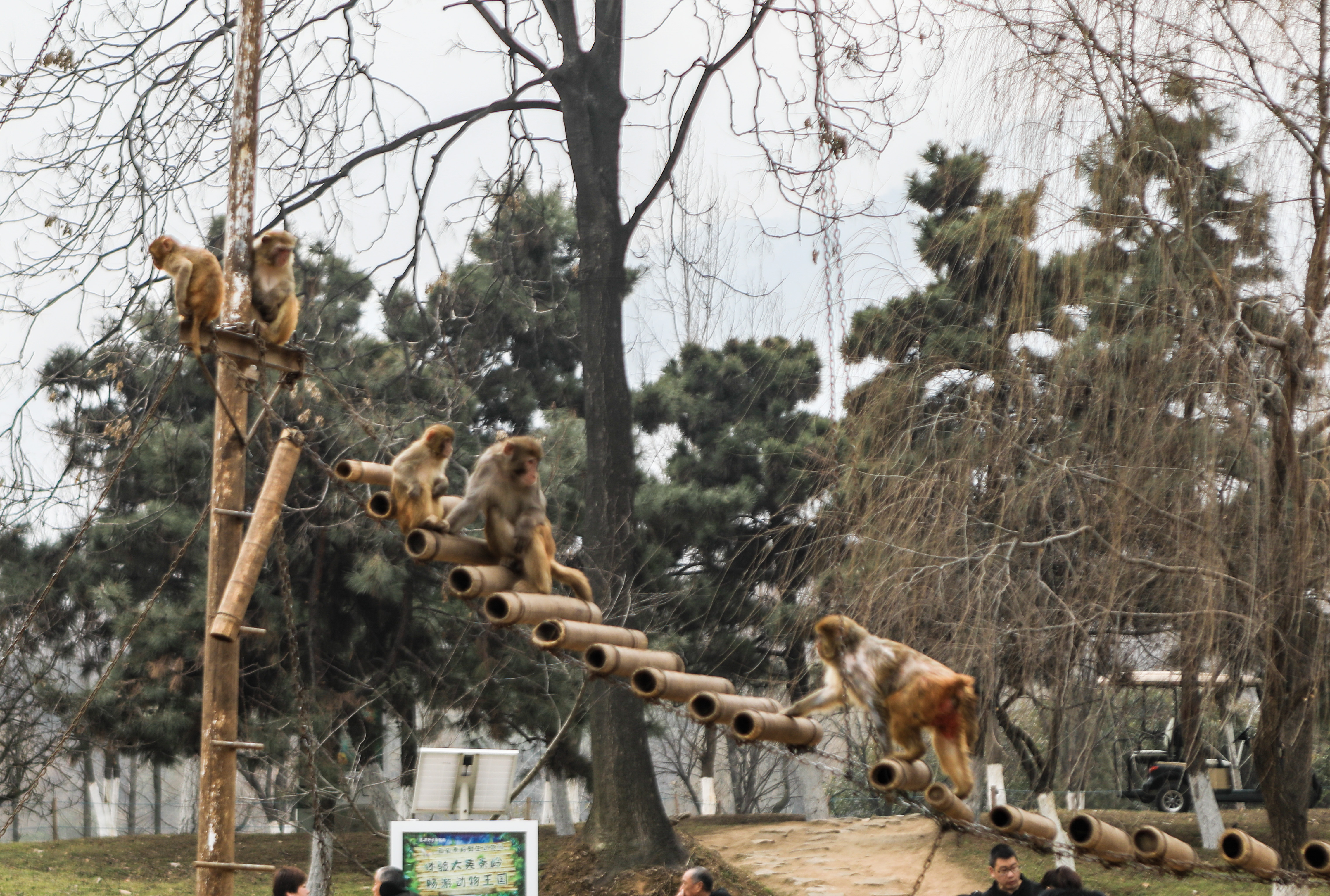 中国最大的东北虎野生动物园,秦岭野生动物园可以喂老虎么